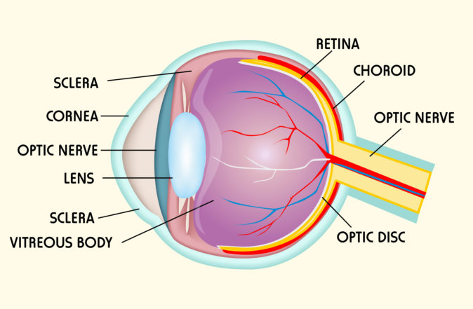 gözün yapısı